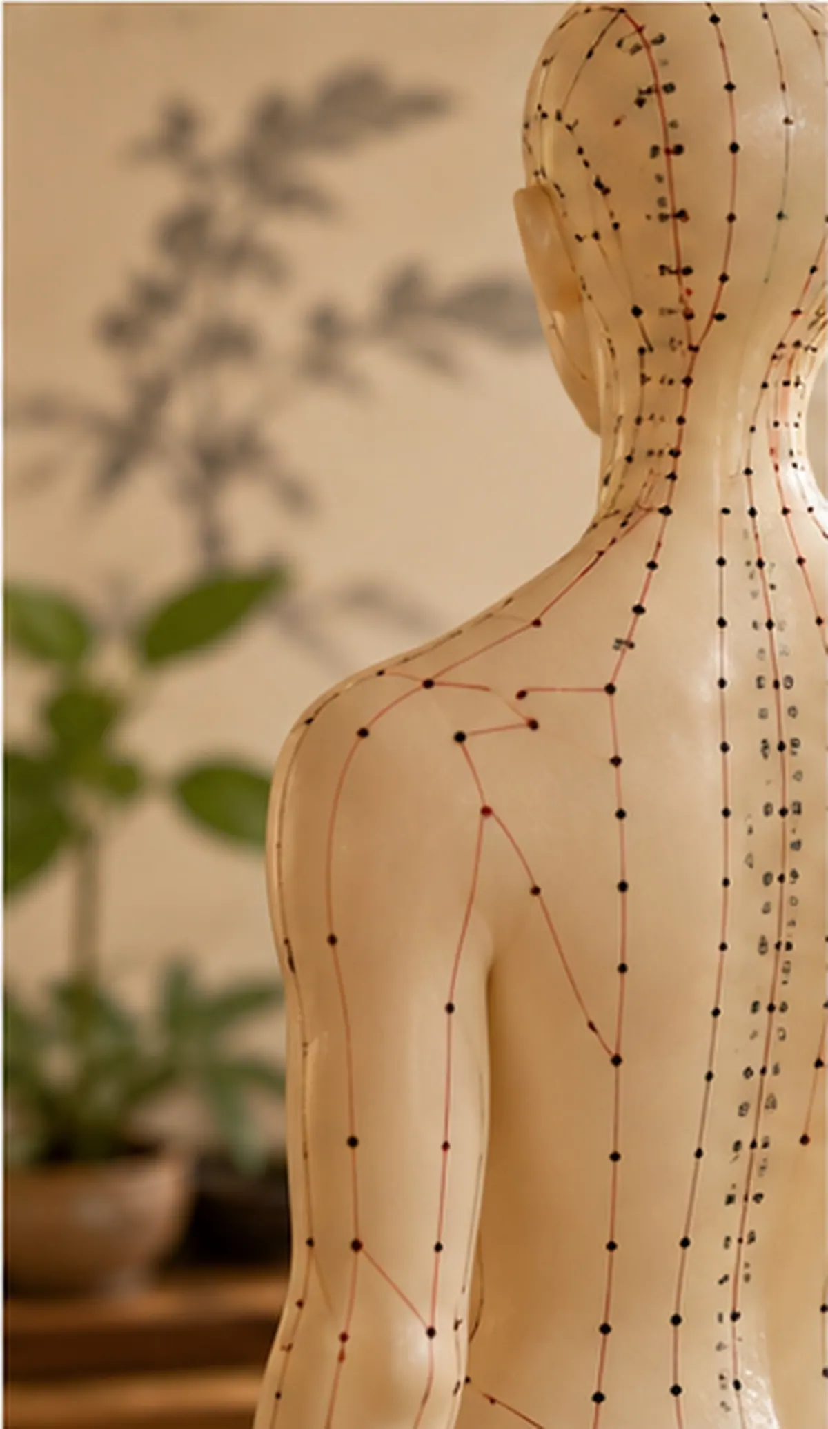 Traditional acupuncture meridian model reflecting whole-of-body philosophy